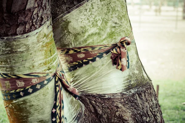 Holy bodhi tree with multicolor Fabric — стоковое фото