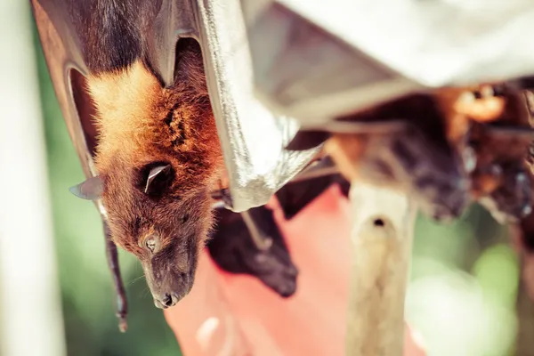 Pipistrello della frutta noto anche come volpe volante mangiare — Foto Stock