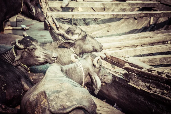 Vaca sagrada india frente a la típica casa india, Varanasi, India —  Fotos de Stock