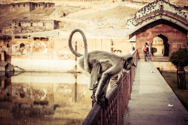 Sunrise jaipur, rajasthan, Hindistan amber fort üzerinde ışık