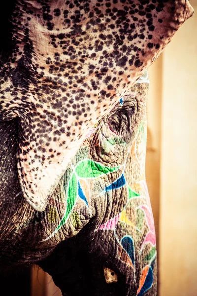 ช้าง อินเดีย ชัยปุระ รัฐราชสถาน . — ภาพถ่ายสต็อก
