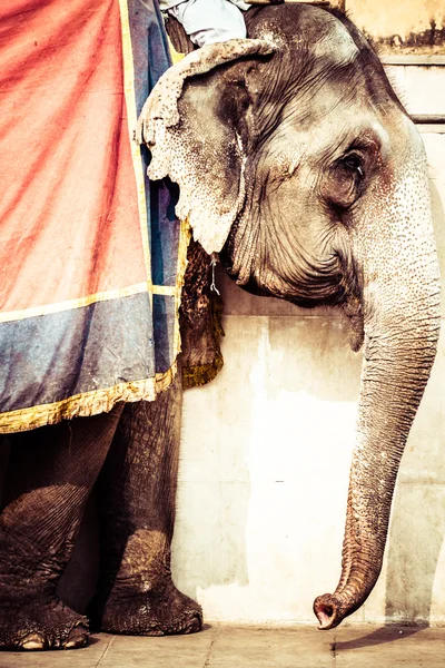 Éléphant. Inde, Jaipur, État du Rajasthan . — Photo