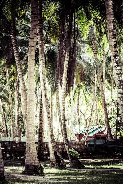 Пальмовый лес на Пхукете — стоковое фото