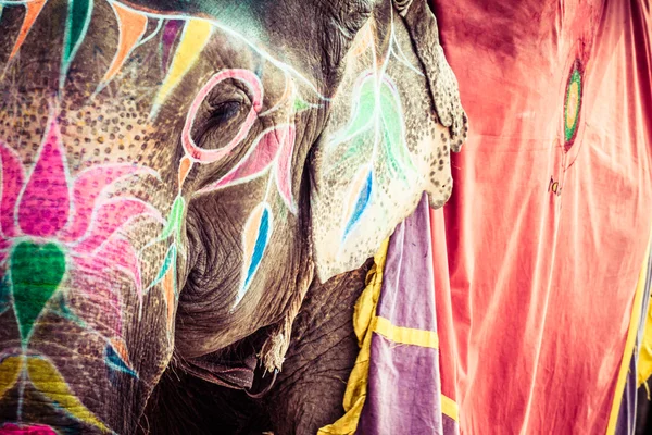 코끼리. 인도, 라자스탄 주 자이푸르. 스톡 사진
