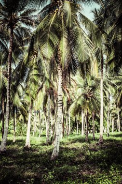 Yeşil palmiye orman Kolombiyalı Adası