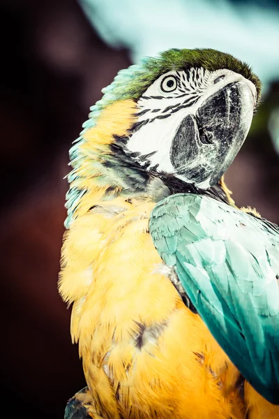 Modrý a žlutý macaw — Stock fotografie