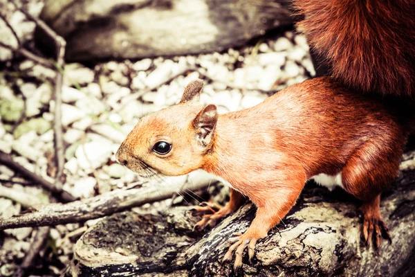 Una ardilla comiendo — Foto de Stock