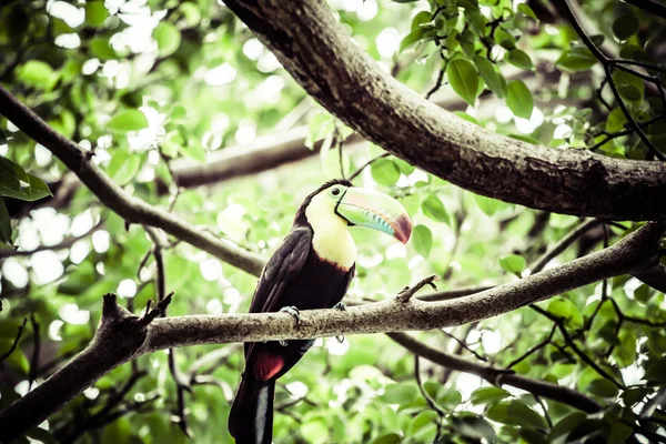 Toucan på trädet — Stockfoto