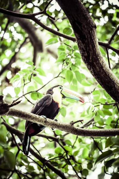 Toucan op de boom — Stockfoto