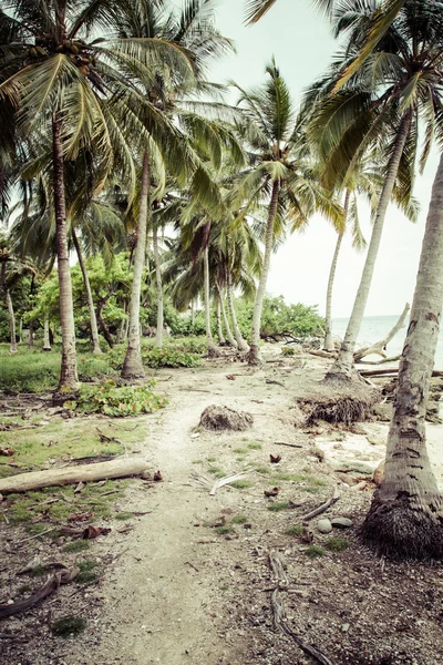 Zelené palmový háj v kolumbijský ostrov — Stock fotografie