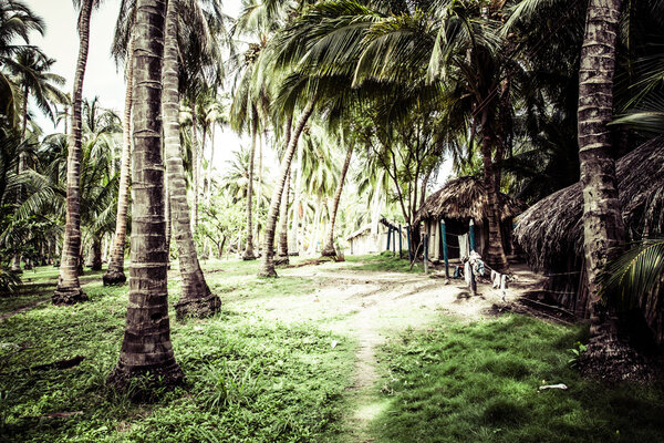 Green Palm Forest in Colombian Island — Stock Photo, Image