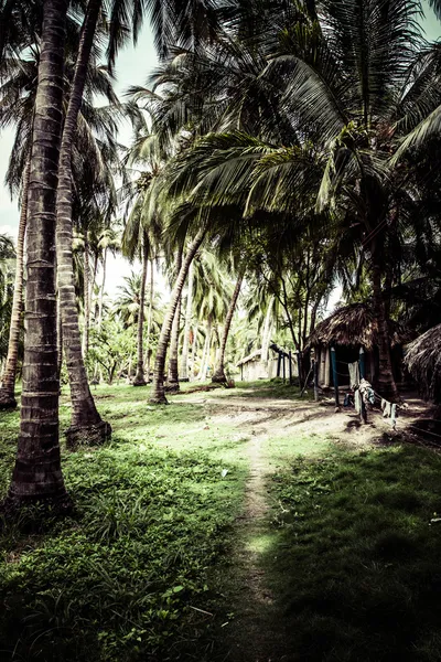 Green Palm Forest in Colombian Island — Stock Photo, Image