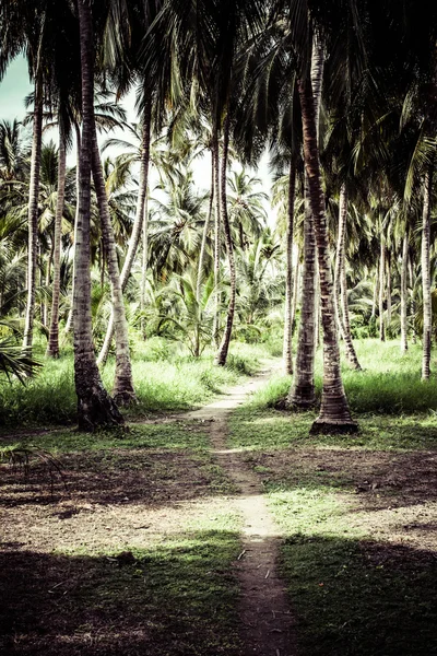 Groene palm bos in Colombiaanse eiland — Stockfoto