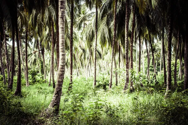 Green Palm Forest in Colombian Island — Stock Photo, Image