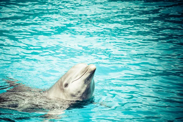 A dolphin in a swimming pool — Stock Photo, Image