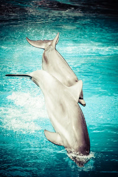 Ein Delfin in einem Schwimmbad — Stockfoto