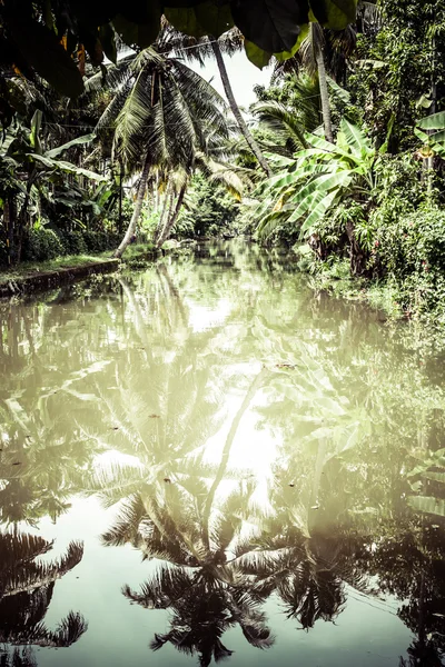 Palm tree tropisk skog i bakvatten kochin, kerala, Indien — Stockfoto