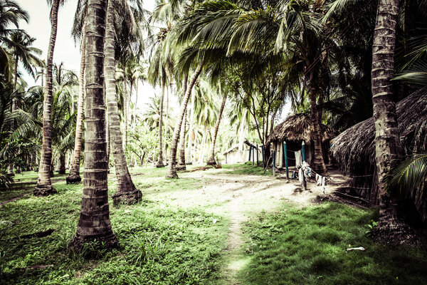 Green Palm Forest in Colombian Island Stock Photo