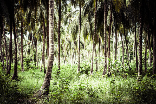 Green Palm Forest in Colombian Island Royalty Free Stock Photos