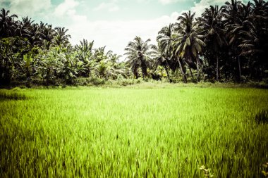 Hindistan'ın geleneksel manzarada