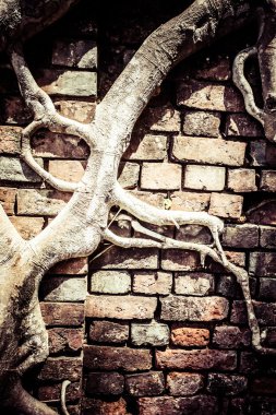 terk edilmiş binada harabe ross adada kökleri ile kaplı. Andaman Adaları, Hindistan