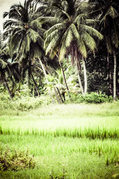 Traditionele landschap in india — Stockfoto