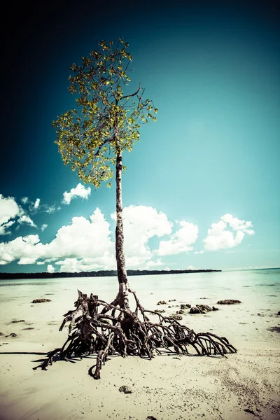 Landskap foto av lugn ö stranden — Stockfoto