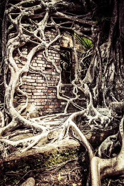 Zřícenina opuštěné budovy pokryté kořeny na ostrově ross. Andamanské ostrovy, Indie — Stock fotografie