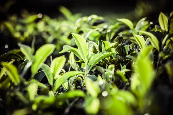 Krajina zelené čajové plantáže. Munnar, kerala, Indie — Stock fotografie