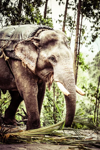 Elefante asiático en la India . —  Fotos de Stock