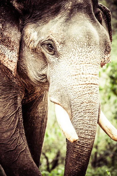 Asiatischer Elefant in Indien. — Stockfoto