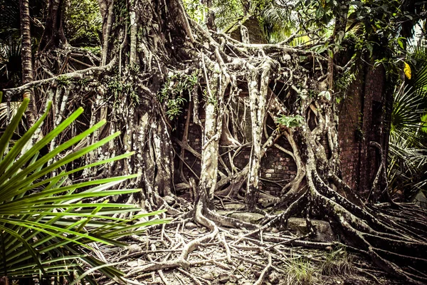 被遗弃的建筑废墟覆盖与罗斯岛上的根。印度安达曼群岛 — 图库照片