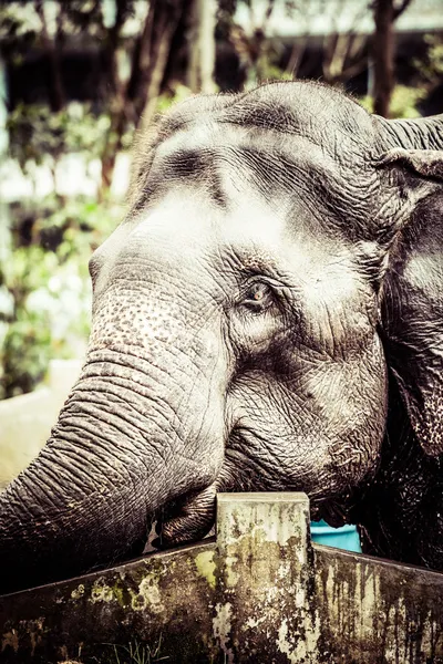 Asiatisk elefant i Indien. — Stockfoto