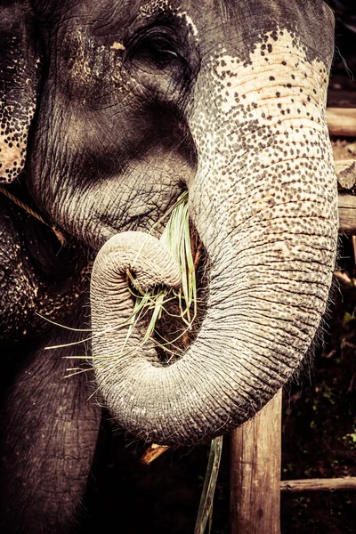 Asiatischer Elefant in Indien. — Stockfoto