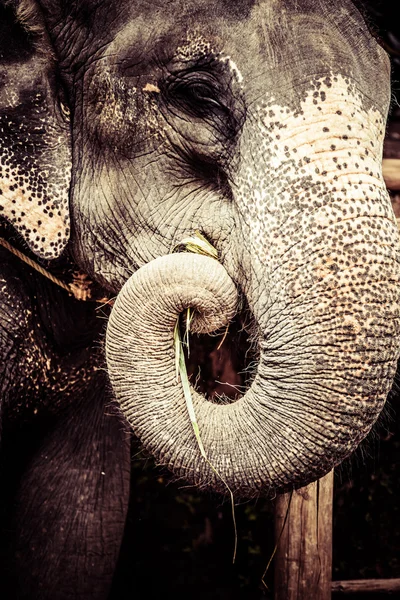 Asiatisk elefant i Indien. — Stockfoto