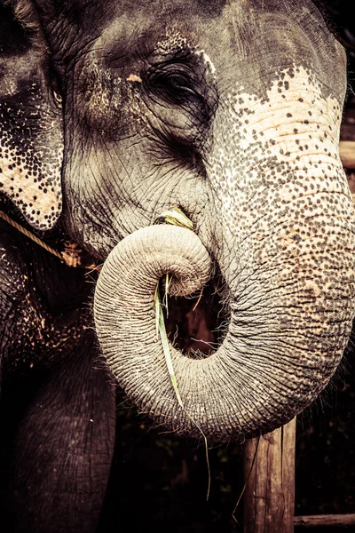 Asian elephant in India. — Stock Photo, Image