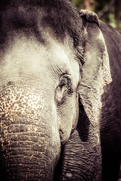 Asian elephant in India. — Stock Photo, Image