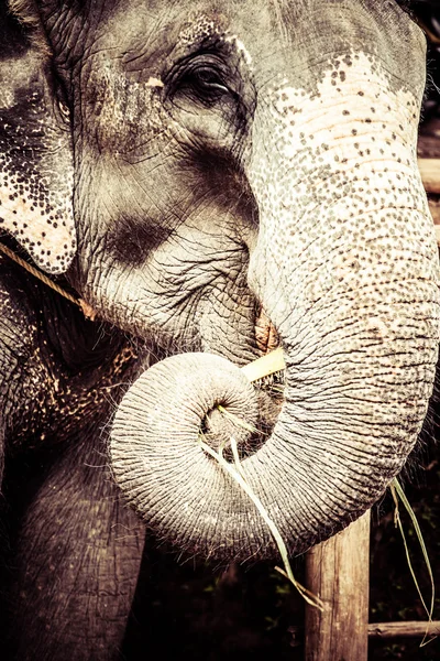 Asian elephant in India. — Stock Photo, Image