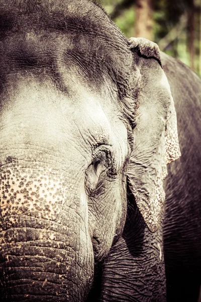 Asian elephant in India. — Stock Photo, Image
