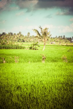 Sabah Tayland 'da pirinç tarlası