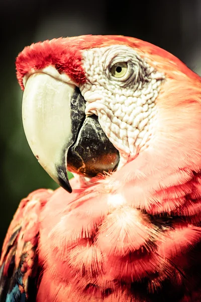 A red and green macaw closeup over blurred background. — Stock Photo, Image