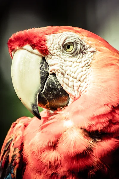 Красный и зеленый ара крупным планом на размытом фоне . — стоковое фото