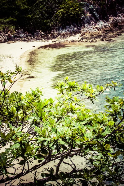 Groene boom op een wit zandstrand. Malcapuya Island, Coron, Filipijnen. — Stockfoto