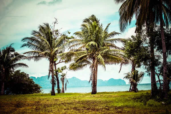 Beyaz kumsaldaki yeşil ağaç. Malcapuya Adası, Coron, Filipinler. — Stok fotoğraf