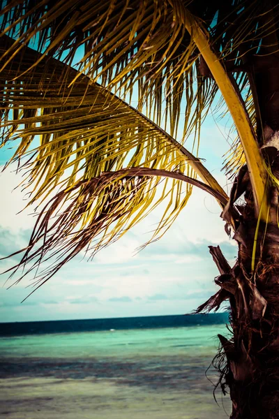 Árvore verde numa praia de areia branca. Malcapuya island, Coron, Filipinas . — Fotografia de Stock