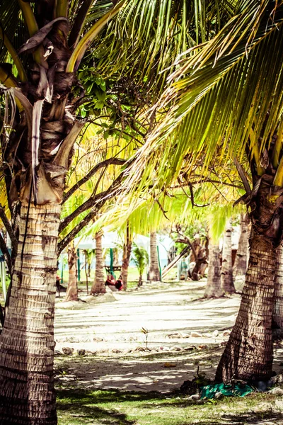 Beyaz kumsaldaki yeşil ağaç. Malcapuya Adası, Coron, Filipinler. — Stok fotoğraf