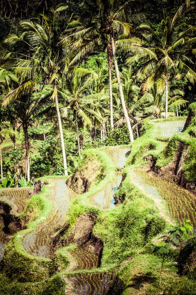 Terrace rice fields in morning sunrise, Ubud, Bali, Indonesia — Stock Photo, Image