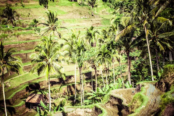 Terrasse rismarker i morgen solopgang, Ubud, Bali, Indonesien - Stock-foto