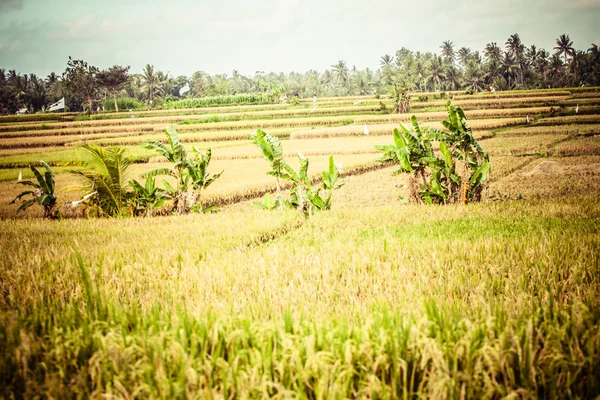 Рисовое поле утром в Таиланде — стоковое фото