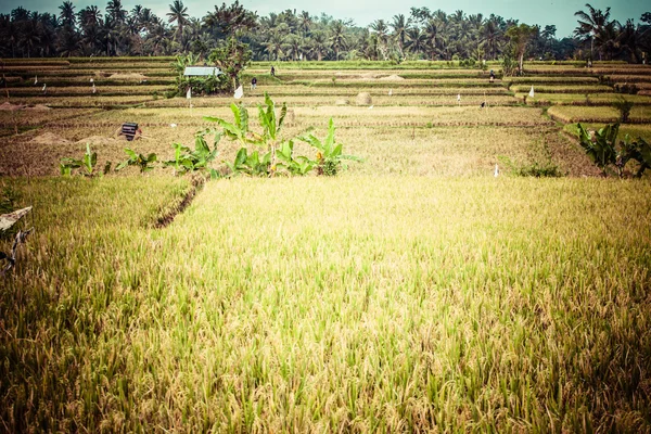 Sabah Tayland 'da pirinç tarlası — Stok fotoğraf